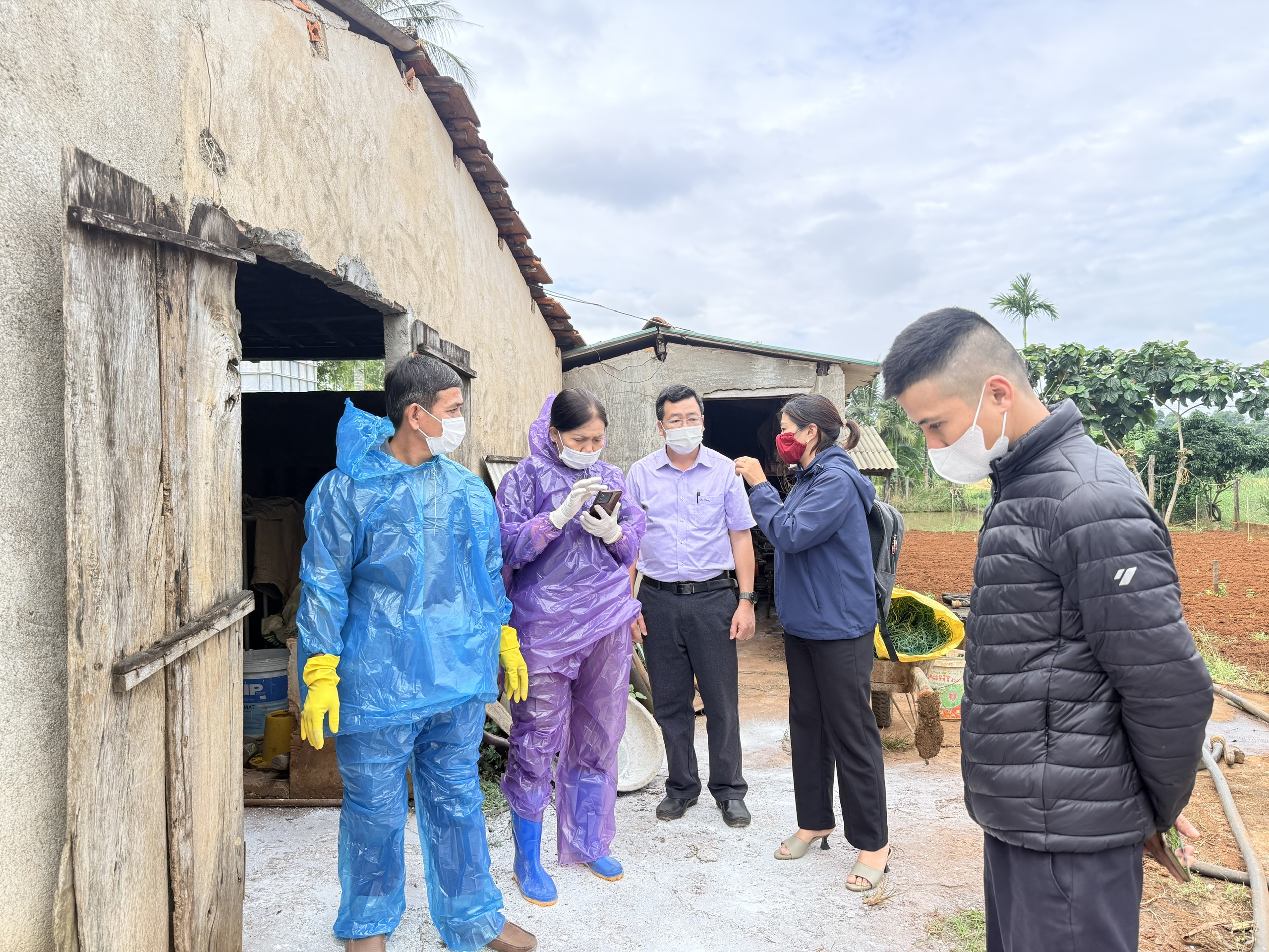 Dịch tả lợn châu Phi và nỗi lo của người chăn nuôi Quảng Phú